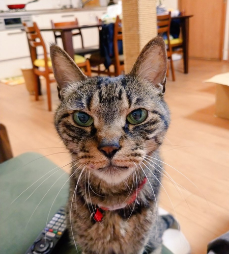 なで要求するサンゴさん