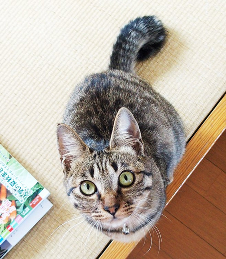 見上げるピノさん