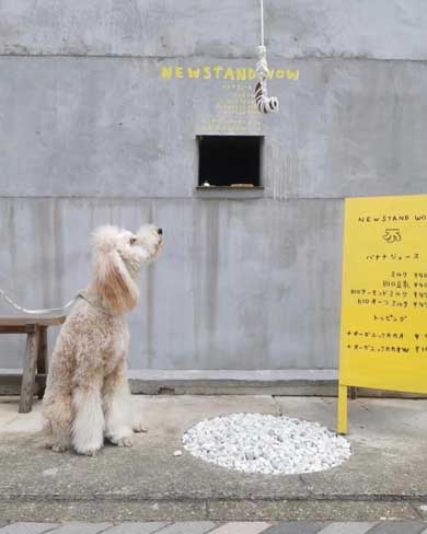 バナナジュース 専門店 籠田公園 愛知県岡崎市 窓 デザイン