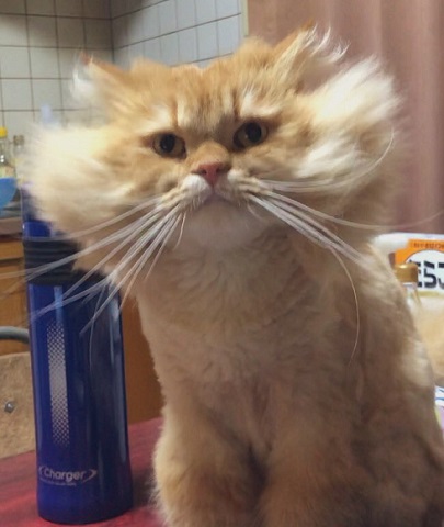 スーパーニャンコ