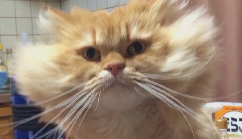 スーパーニャンコ