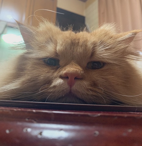 スーパーニャンコ