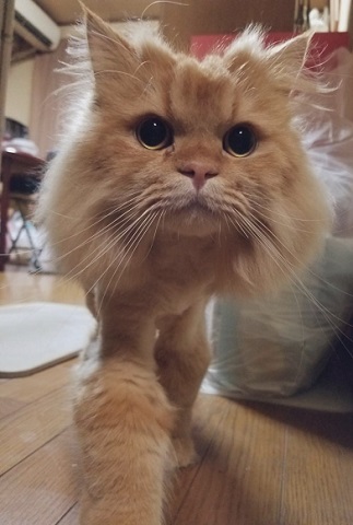 スーパーニャンコ