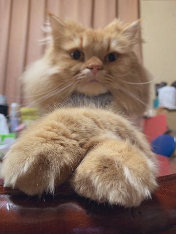 スーパーニャンコ