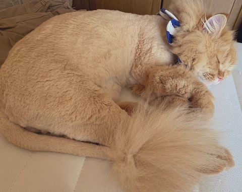 スーパーニャンコ