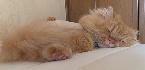 スーパーニャンコ