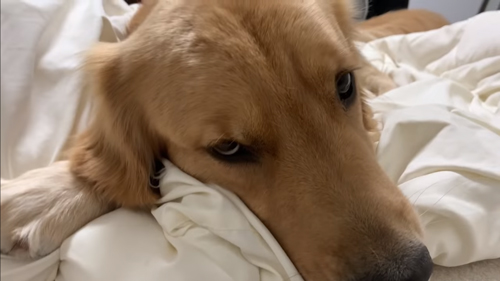 ジョイくんアップ