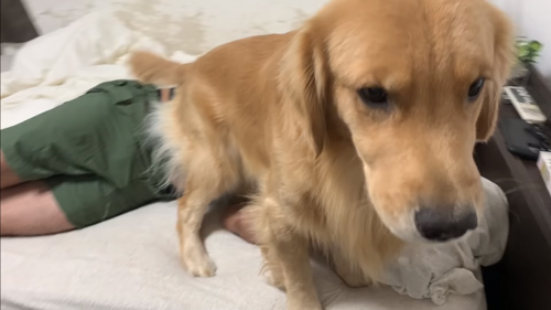 パパさんの上に座るジョイくん正面