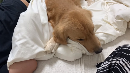 起こしたいゴールデンレトリバー