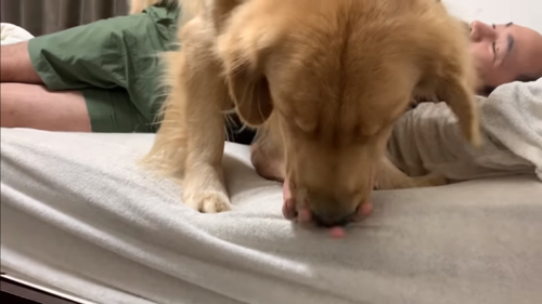 てのひらをなめるジョイくん