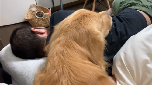 パパにあごを乗せるジョイくん