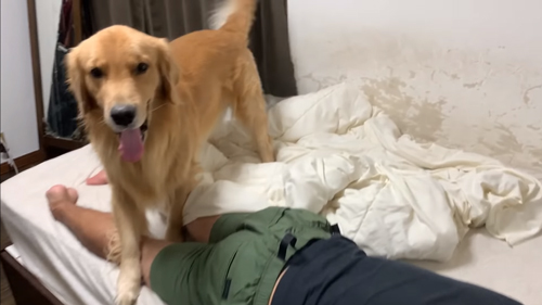 舌を出してしっぽをふるジョイくん