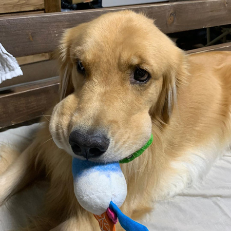 ハムスタージョイくん