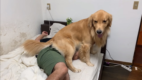 パパさんの上に座ってこちらを向くジョイくん