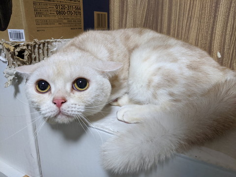 雷と猫