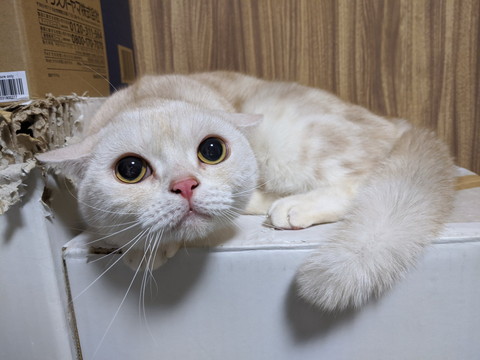 雷雨にびっくりネコちゃん