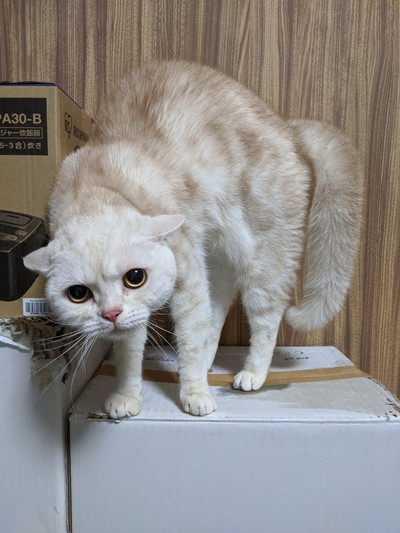 雷雨にびっくりネコちゃん