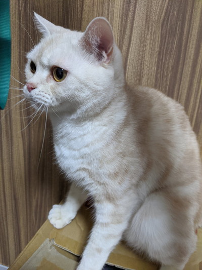 雷雨にびっくりネコちゃん