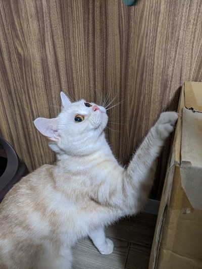 雷雨にびっくりネコちゃん