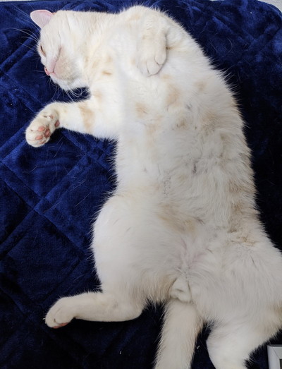 普段のまったりモフモフ太郎くん