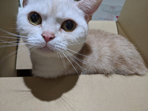 普段のまったりモフモフ太郎くん