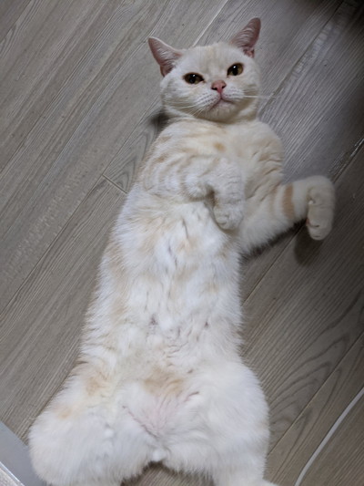 普段のまったりモフモフ太郎くん