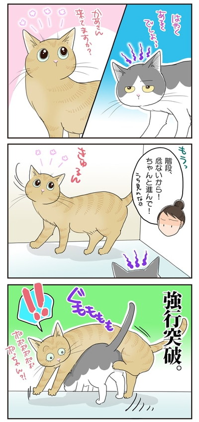 強行突破でし