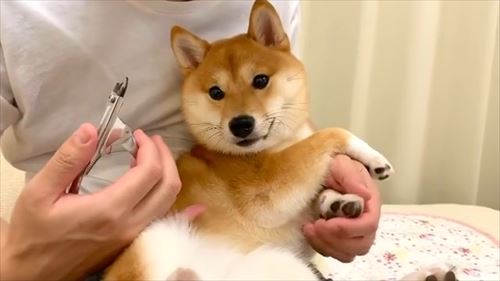 犬