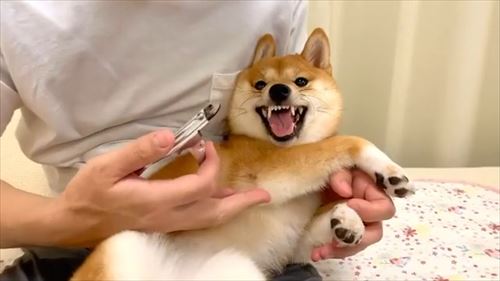 犬