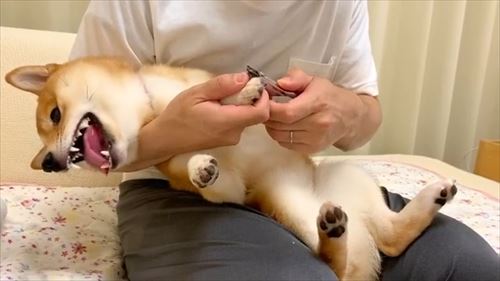 犬