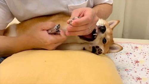犬
