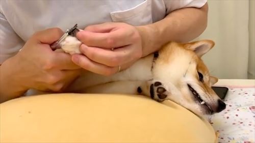 犬