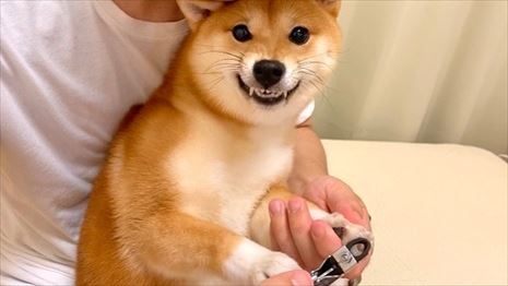 犬