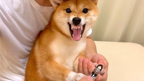 犬
