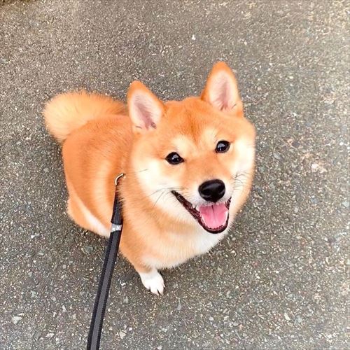 犬