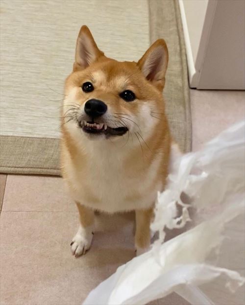 犬