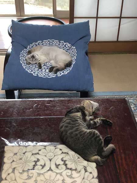 猫 幹部会議 椅子 寝る 家族