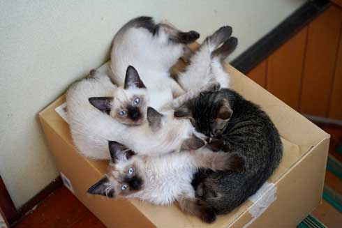 猫 幹部会議 椅子 寝る 家族