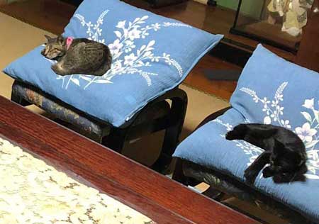 猫 幹部会議 椅子 寝る 家族