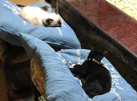 猫 幹部会議 椅子 寝る 家族