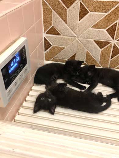 猫 幹部会議 椅子 寝る 家族