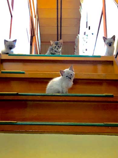 猫 幹部会議 椅子 寝る 家族