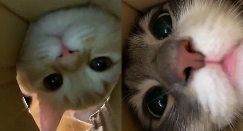 ちゅ〜るを狙う猫ちゃんたち