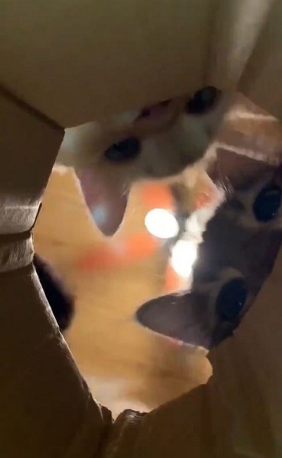 ちゅ〜るを狙う猫ちゃんたち