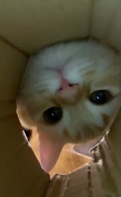 ちゅ〜るを狙う猫ちゃんたち