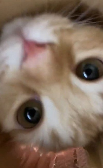 ちゅ〜るを狙う猫ちゃんたち