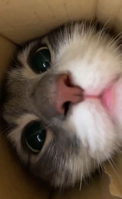 ちゅ〜るを狙う猫ちゃんたち