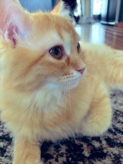 ちゅ〜るを狙う猫ちゃんたち