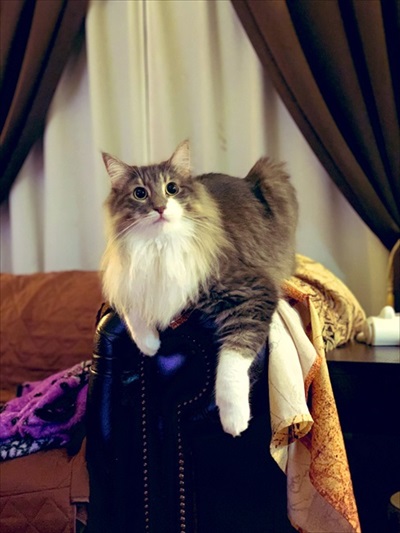 ちゅ〜るを狙う猫ちゃんたち