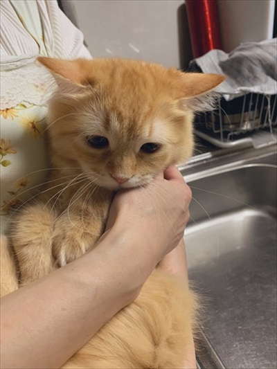 ちゅ〜るを狙う猫ちゃんたち